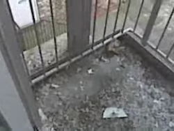 balkonda kus problemi